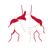 Плечи